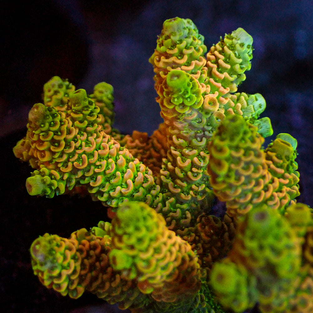 Lemon Sour Acropora (1” Frag)