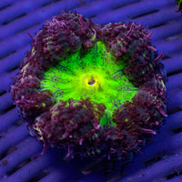 CA Purple Envy Garden Anemone (0.5-1”)
