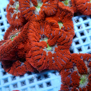 bali blood red mini carpet anemone