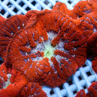 Bali Blood Red Mini Carpet Anemone
