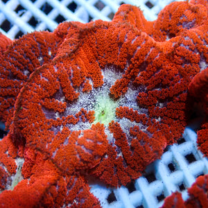 Bali Blood Red Mini Carpet Anemone