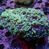 WYSIWYG Teal-Tipped Wall Frogspawn Colony (4-5") - Corals Anonymous