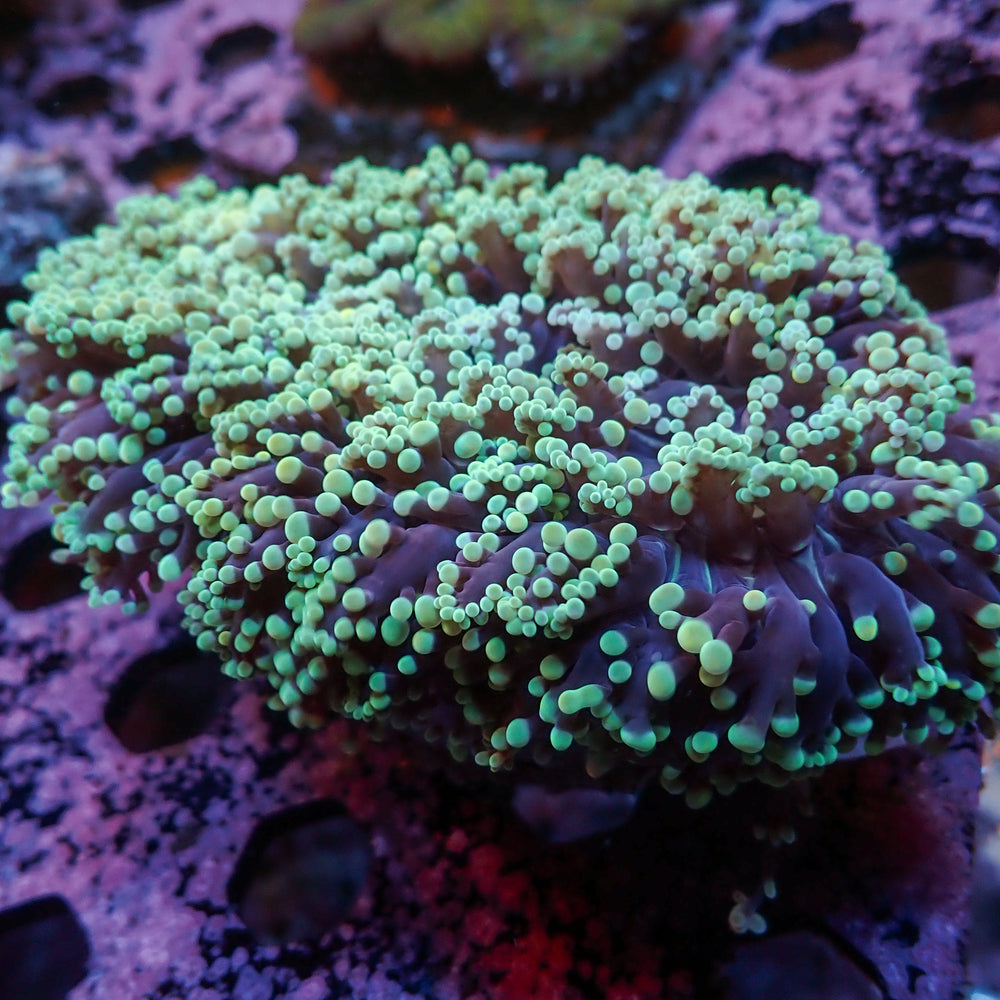 WYSIWYG Teal-Tipped Wall Frogspawn Colony (4-5