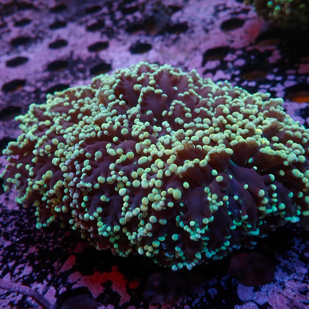 WYSIWYG Teal-Tipped Wall Frogspawn Colony (4-5