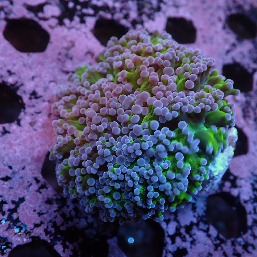 WYSIWYG Aussie Purple Green Tip Frogspawn Wall Colony (2-3