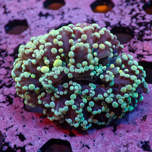 WYSIWYG Teal-Tipped Wall Frogspawn Colony (2-3") - Corals Anonymous