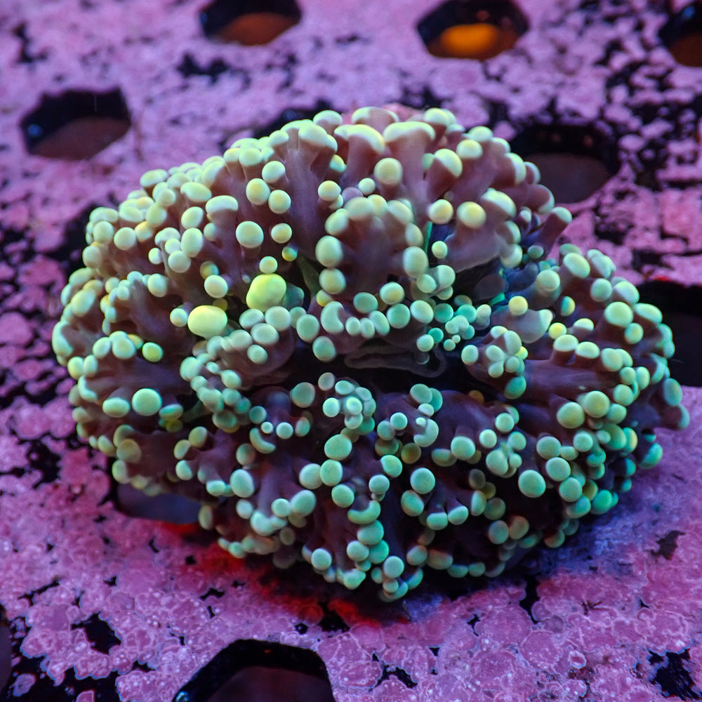 WYSIWYG Teal-Tipped Wall Frogspawn Colony (2-3