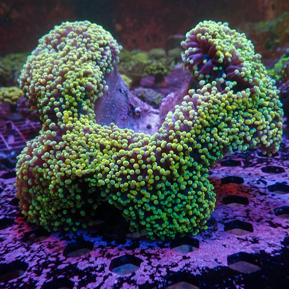 WYSIWYG Aussie Golden Rainbow Wall Frogspawn Colony (7-8