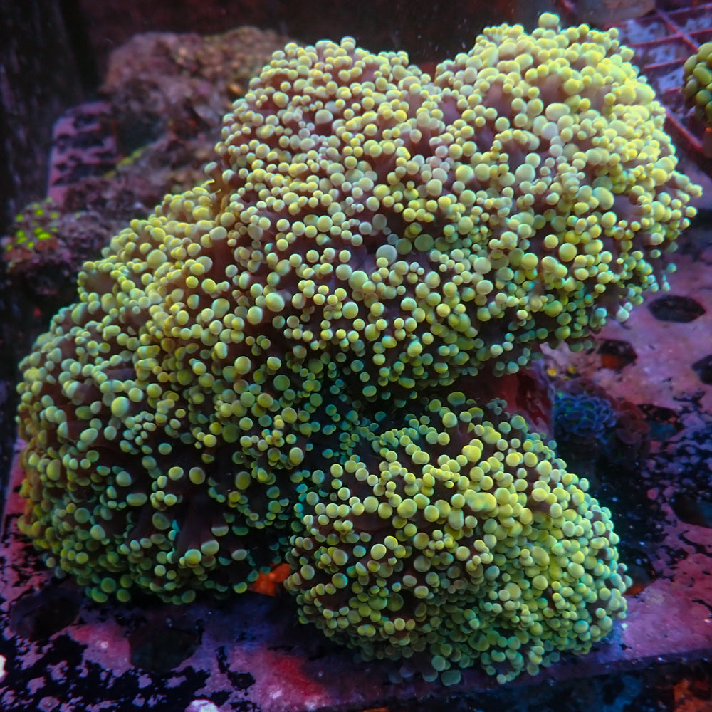 WYSIWYG Aussie Golden Rainbow Wall Frogspawn Colony (7-8