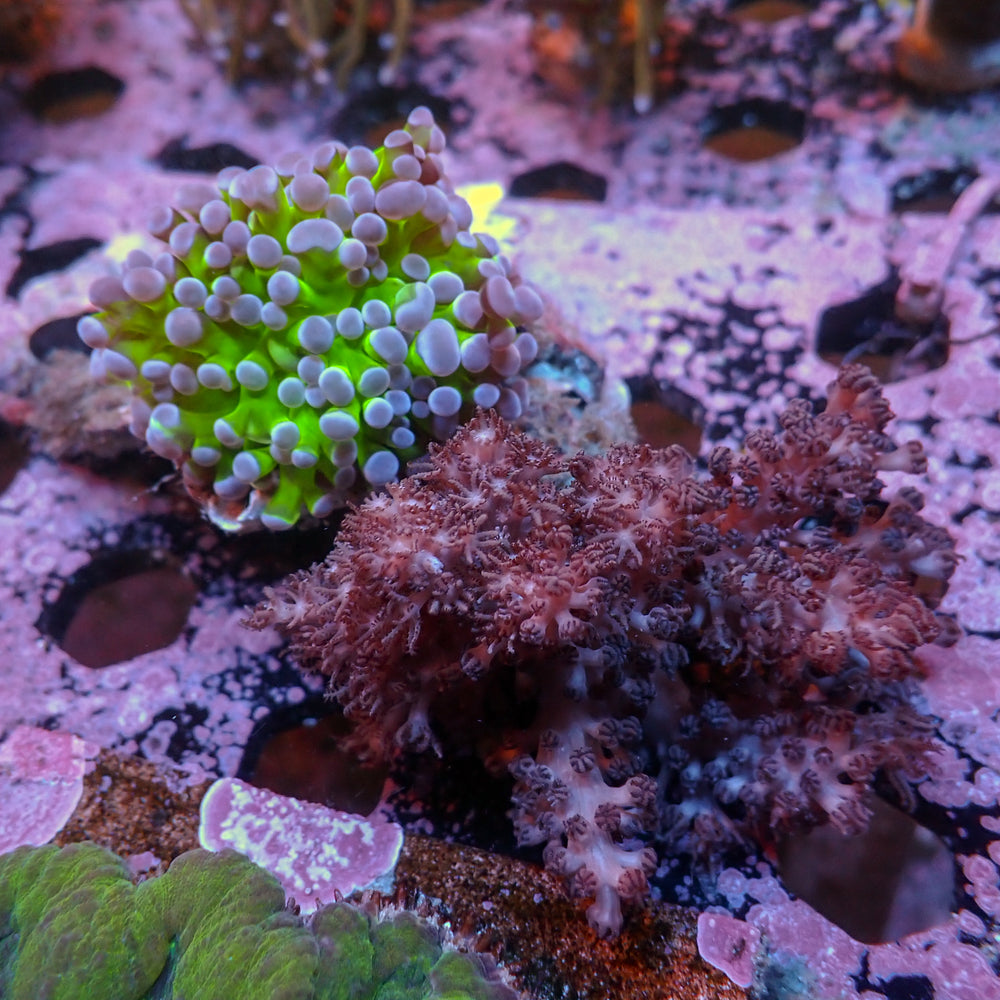 WYSIWYG Aussie Purple Green Tip Frogspawn w/ Colt Coral - Corals Anonymous