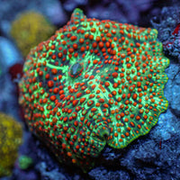 WYSIWYG Blood Viper Rainbow Discosoma Mushroom - Corals Anonymous