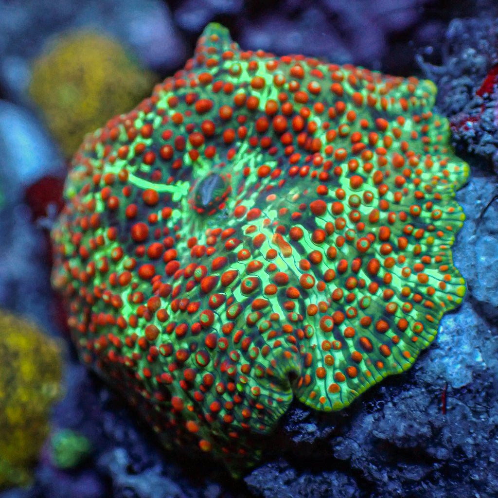 WYSIWYG Blood Viper Rainbow Discosoma Mushroom - Corals Anonymous