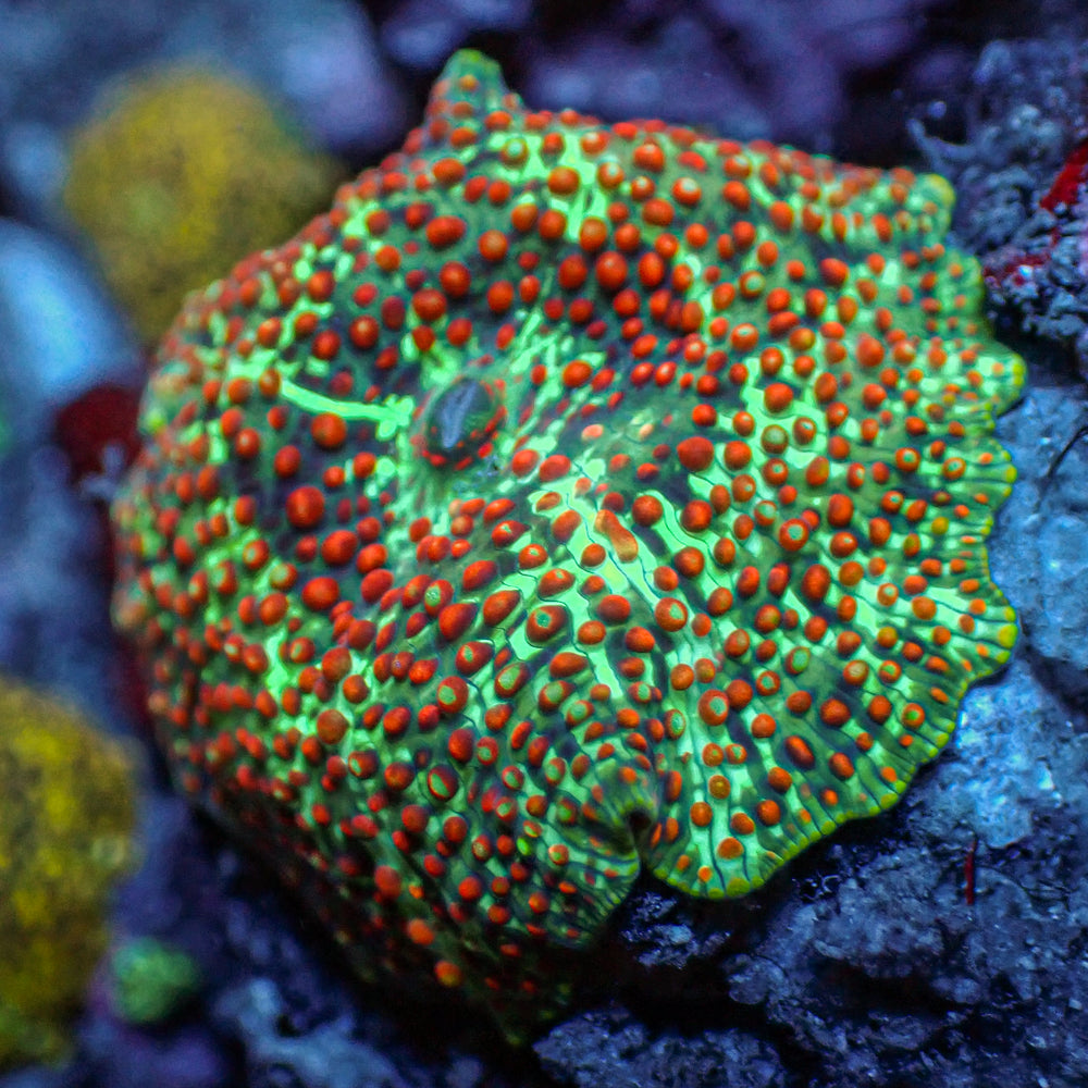 WYSIWYG Blood Viper Rainbow Discosoma Mushroom - Corals Anonymous