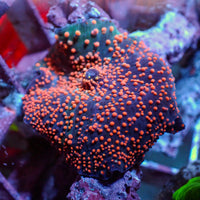 WYSIWYG Pink Interstellar Discosoma Mushroom - Corals Anonymous