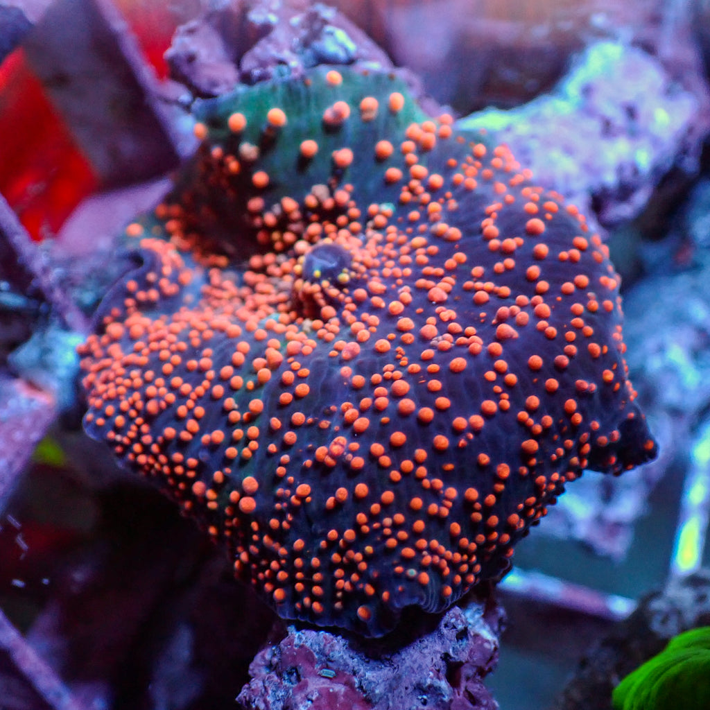 WYSIWYG Pink Interstellar Discosoma Mushroom - Corals Anonymous