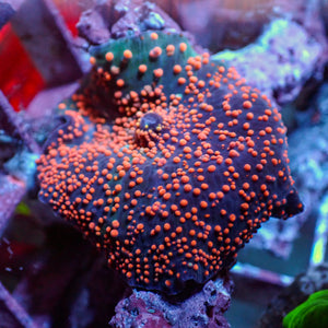 WYSIWYG Pink Interstellar Discosoma Mushroom - Corals Anonymous