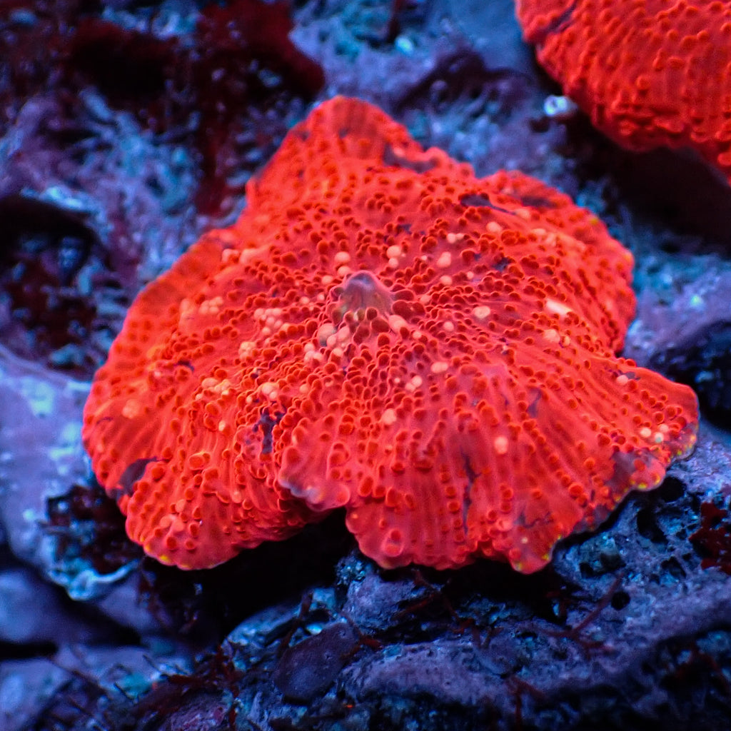 WYSIWYG Speckled Deadpool Jawbreaker Mushroom - Corals Anonymous