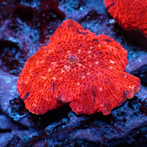 WYSIWYG Speckled Deadpool Jawbreaker Mushroom - Corals Anonymous
