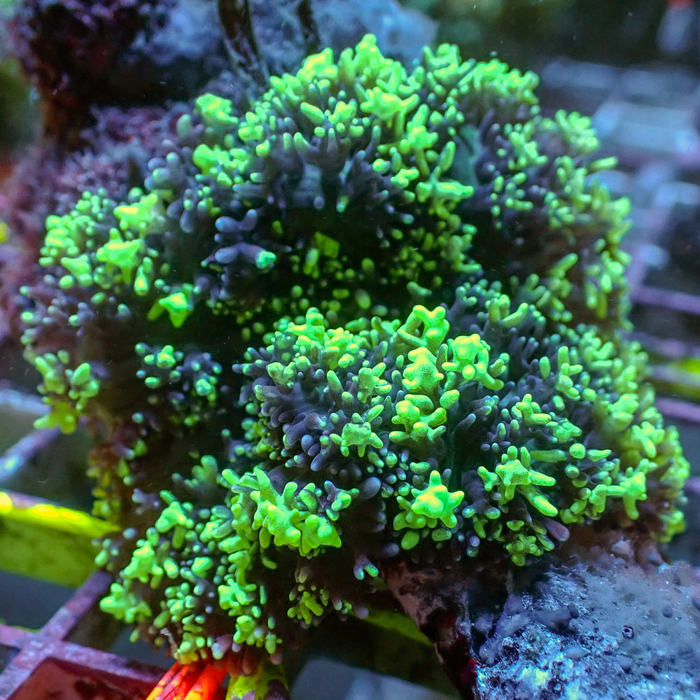 Ultra Aussie Brightlighter Magic Carpet Mushroom - Corals Anonymous