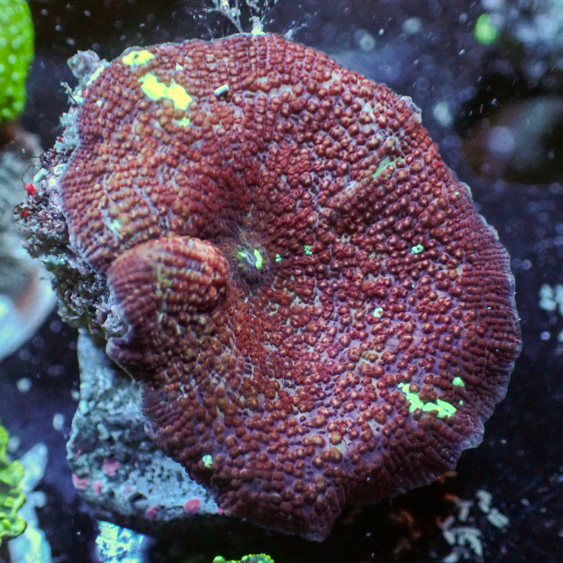 Maroon Interstellar Discosoma Mushroom - Corals Anonymous