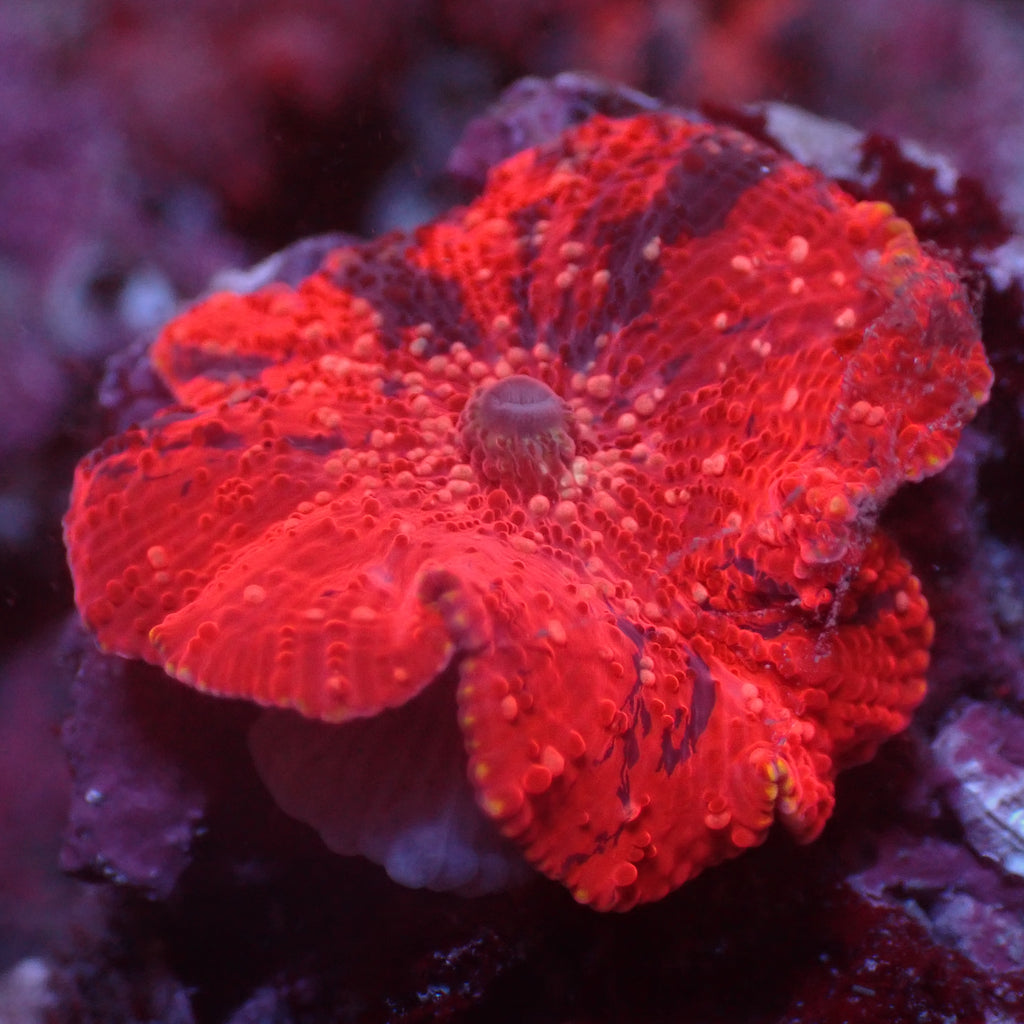 WYSIWYG Deadpool Jawbreaker Mushroom - Corals Anonymous