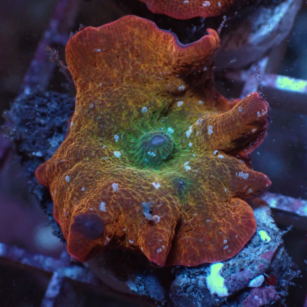 WYSIWYG Large Iridescent Mystic Discosoma Mushroom - Corals Anonymous