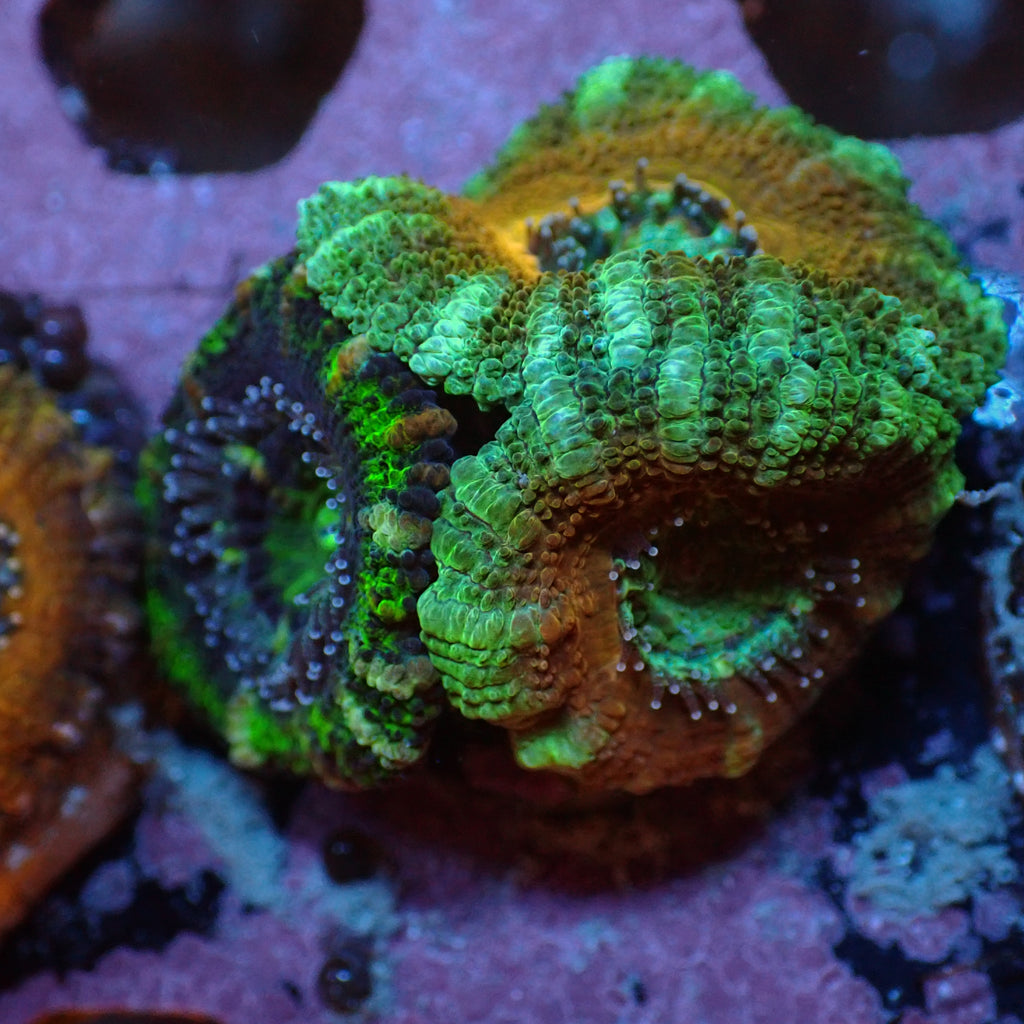 WYSIWYG Multicolor Acans (3 Polyps) - Corals Anonymous