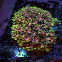 WYSIWYG Lucid Dream Rainbow Goniopora (1-2") - Corals Anonymous