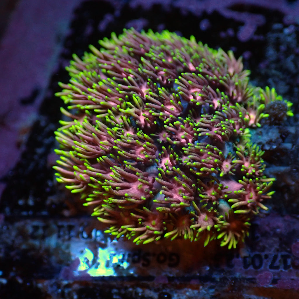 WYSIWYG Lucid Dream Rainbow Goniopora (1-2") - Corals Anonymous