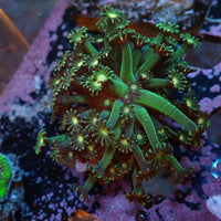 WYSIWYG Long Tentacle Neon Green Goniopora Colony (1-2") - Corals Anonymous