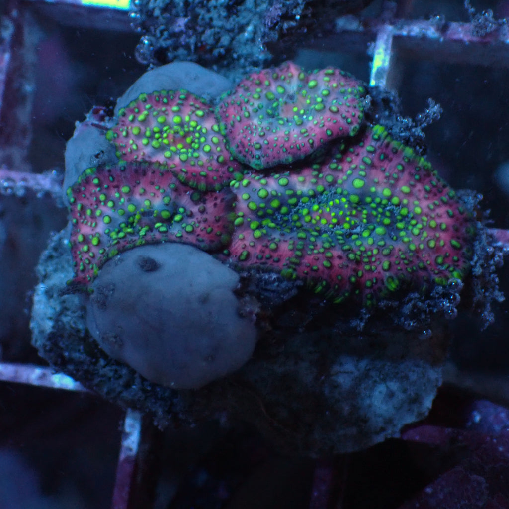 WYSIWYG Lava Lamp Discosoma Mushroom Combo (4 Polyps) - Corals Anonymous