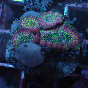 WYSIWYG Lava Lamp Discosoma Mushroom Combo (4 Polyps) - Corals Anonymous
