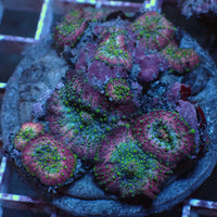WYSIWYG Lava Lamp Discosoma Mushroom Combo (9 Polyps) - Corals Anonymous
