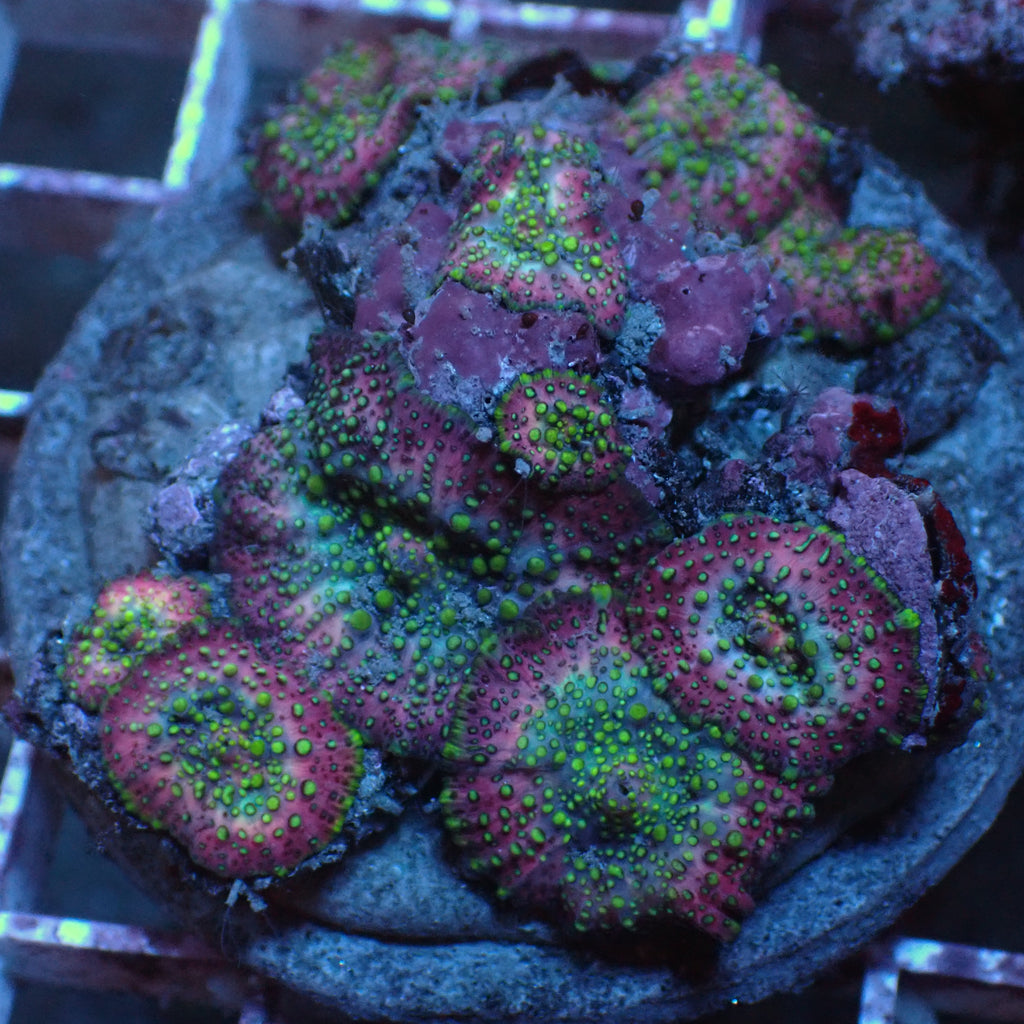 WYSIWYG Lava Lamp Discosoma Mushroom Combo (9 Polyps) - Corals Anonymous