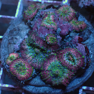 WYSIWYG Lava Lamp Discosoma Mushroom Combo (9 Polyps) - Corals Anonymous