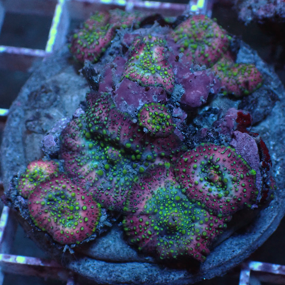 WYSIWYG Lava Lamp Discosoma Mushroom Combo (9 Polyps) - Corals Anonymous