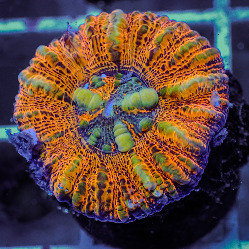 WYSIWYG Aussie Lava Button Scoly (0.5-1.5”)