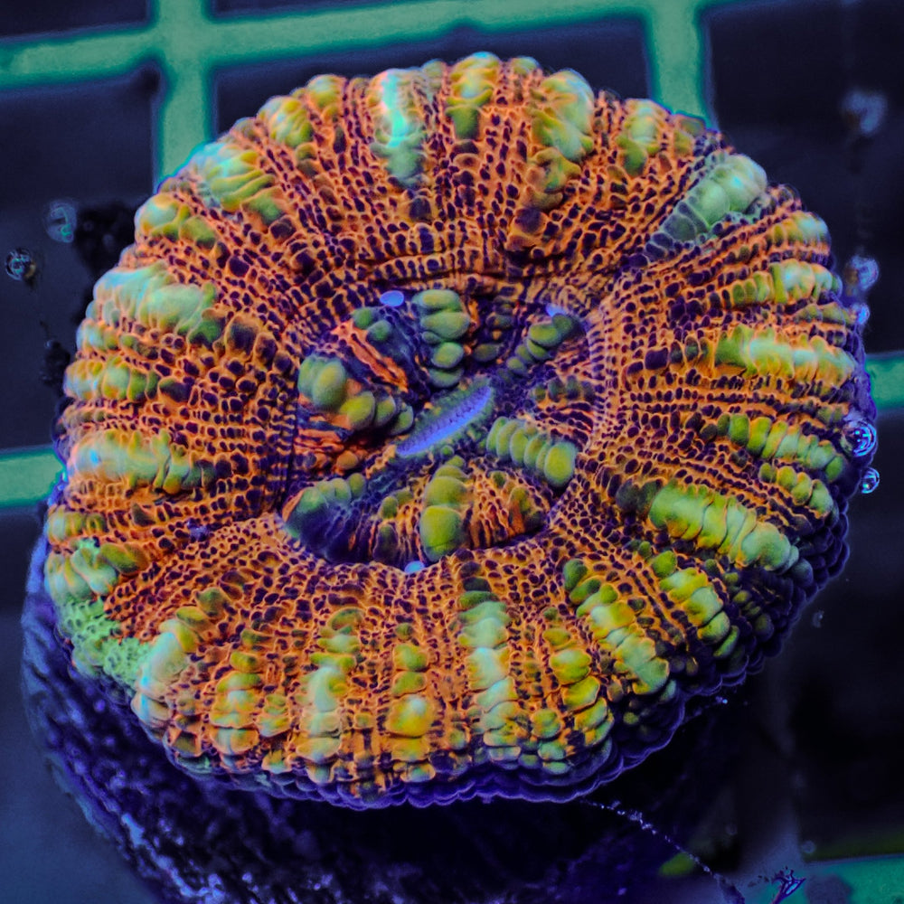 WYSIWYG Aussie Multicolor Lava Button Scoly (0.5-1.5”)