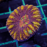 WYSIWYG Aussie Multicolor Lava Button Scoly (0.5-1.5”)