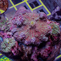 WYSIWYG Rainbow Yuma Mushroom Combo Colony (4 Polyps)