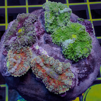 WYSIWYG Rainbow Yuma Mushroom Combo Colony (6 Polyps)