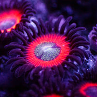 Red Hornet Zoa (10-15 Polyps colony)
