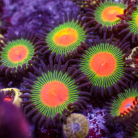 Gorilla Nipples Zoa (10-15 Polyps colony)
