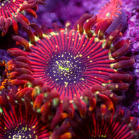 Iron Man Zoa (2-3 Polyps)
