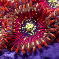 Iron Man Zoa (2-3 Polyps)
