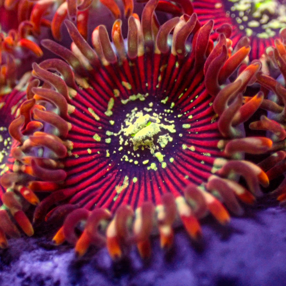 Iron Man Zoa (2-3 Polyps)