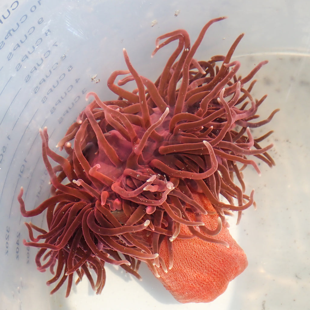WYSIWYG Inferno Red Long Tentacle Anemone (3-4") - Corals Anonymous