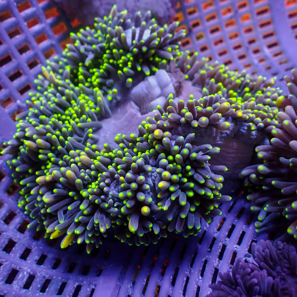 WYSIWYG Neon Tip Purple Sebae Anemone (3-4") - Corals Anonymous