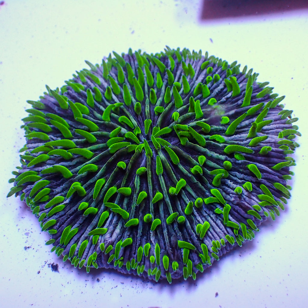 WYSIWYG Pinwheel Fungia Plate Coral (2-3") - Corals Anonymous