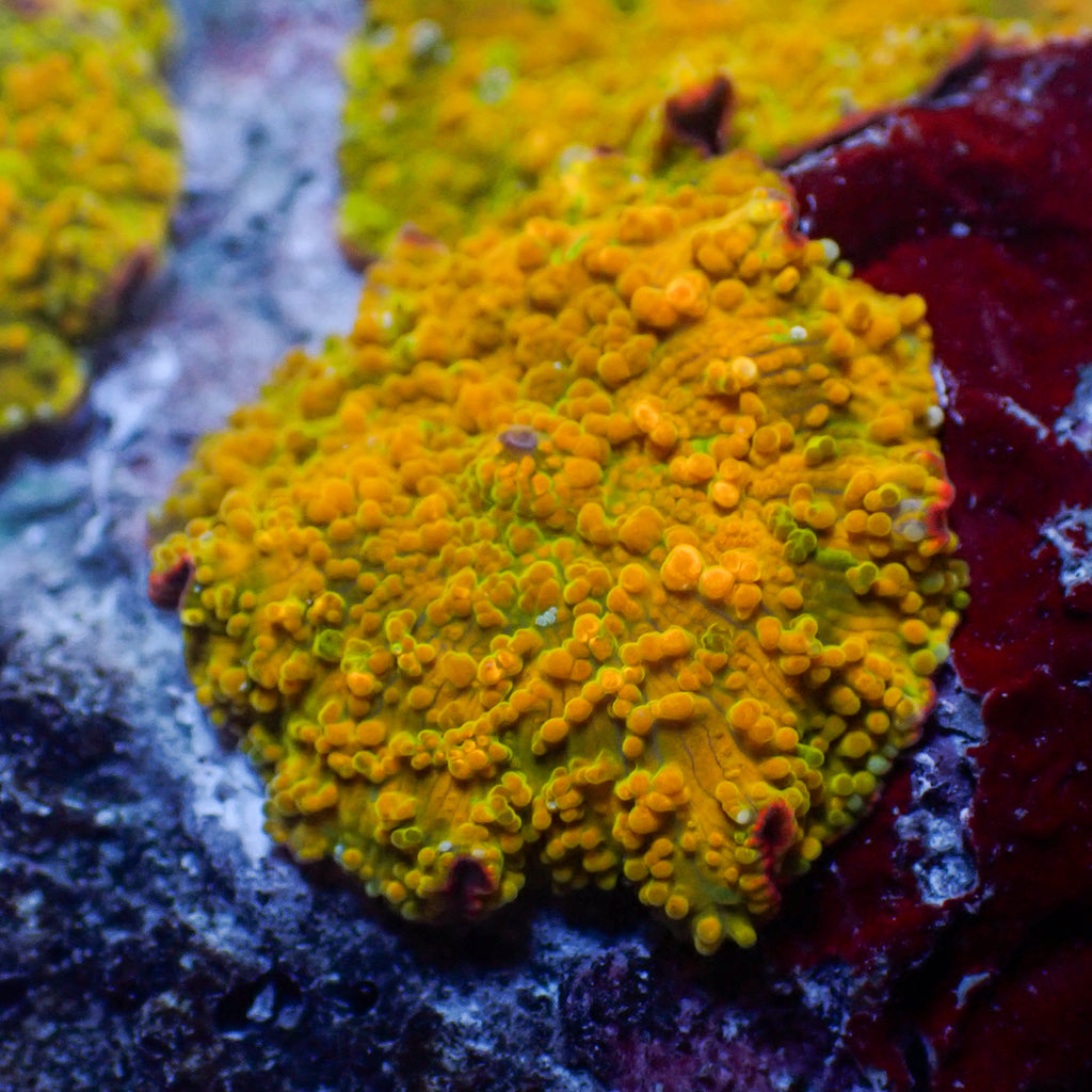 King Midas Rainbow Discosoma Mushroom - Corals Anonymous